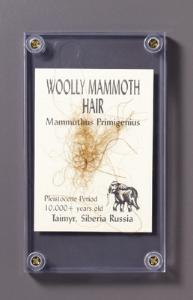 <i>Mammuthus primigenius</i> (Holocene)