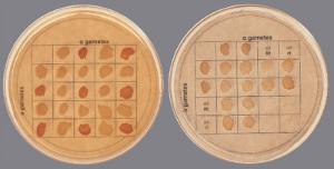 Ward's® Introduction to Genetics: A Dihybrid Cross in Yeast Lab Activity