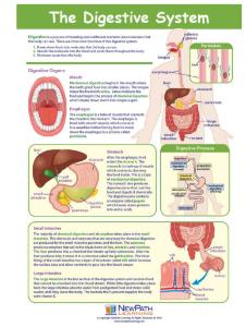 Game digestive system LC-GR 6-9