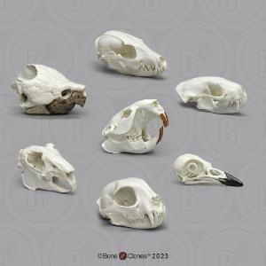 Skull comparative set