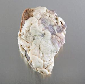 Ward's® Pure Preserved™ Sheep Heart with Pericardium