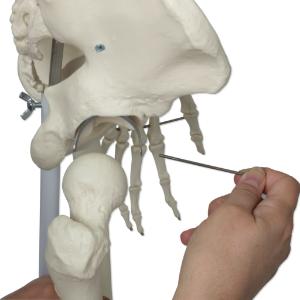 3B Scientific® Rod Mount Skeleton