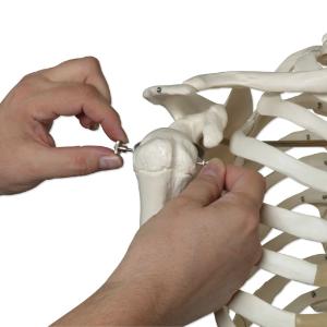 3B Scientific® Rod Mount Skeleton