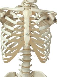 3B Scientific® Rod Mount Skeleton