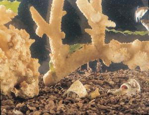 Ward's® Live Marine Hermit Crabs (<i>Pagurus sp</i>.)