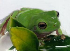 Whites Tree Frog