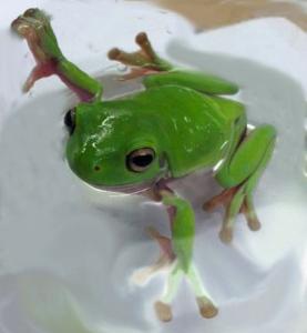 Whites Tree Frog