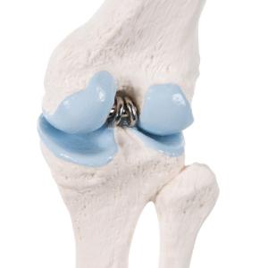 3B Scientific® Mini Joint With Cross Section Models