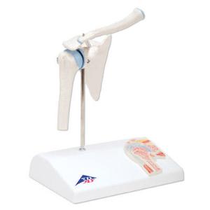 3B Scientific® Mini Joint With Cross Section Models