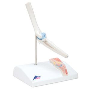 3B Scientific® Mini Joint With Cross Section Models