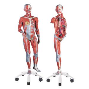 3B Scientific® ³/₄ Size Muscular Figure