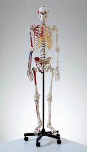 Somso® Advanced Muscular Skeleton