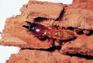 Ward's® Live Termite (<i>Zootermopsis sp.</i>)