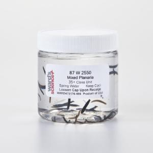 Ward's® Live Mixed Planaria (3 colors)