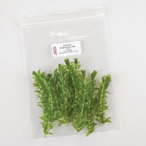 Ward's® Live <i>Elodea densa</i> Aquatic Plants