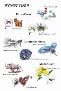 Symbiotic Relationship Chart