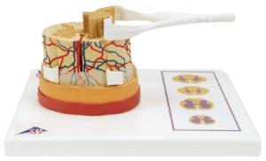 3B Scientific® Spinal Cord And Nerve Endings Model