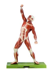 Somso® Male Musculature Figure Model