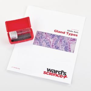 Gland Types Slide Set