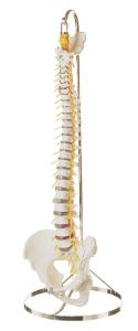 Somso® Vertebral Column