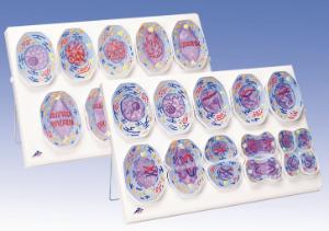 3B Scientific® Cell Division Models Bundle