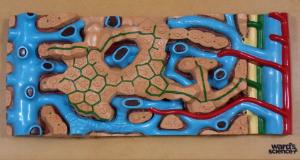 Ward's® Comparative Liver Histology Model Set