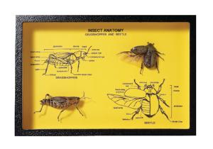 Insect Anatomy Riker Mount