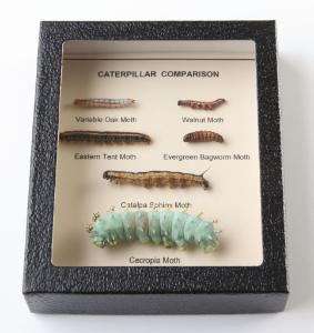 Moth Caterpillar Comparison Riker Mount