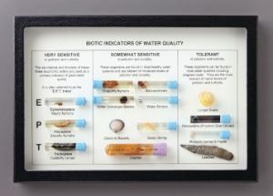 Biotic Indicators Riker Mount