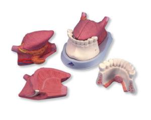 3B Scientific® Tongue And Mouth Floor
