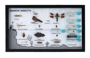 Aquatic Insects Riker Mount