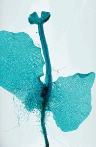<i>Fern</i> Prothallium, Young Sporophyte Slide