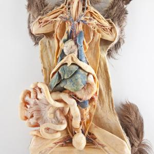 Plastinated Biological Specimens - Whole Viscera of Cat