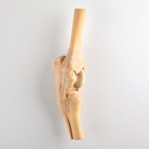 Plastinated Equine Limbs And Joints