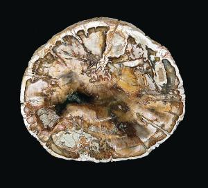 Araucaria sp. (Triassic)