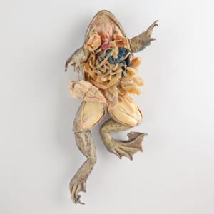 Plastinated Biological Specimens - Double Injected Bullfrog