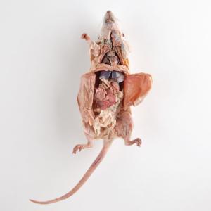 Plastinated Biological Specimens - Double Injected Rat