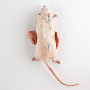 Plastinated Biological Specimens - Double Injected Rat