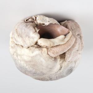 Plastinated Biological Specimens - Whole Pig Heart