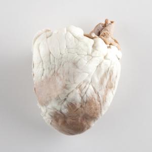 Plastinated Biological Specimens - Bisected Sheep Heart
