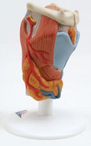 3B Scientific® Larynx Models