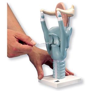 3B Scientific® Functional Larynx