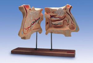 Nose And Olfactory Organ Model
