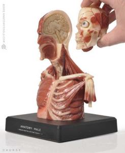 Anatomy Tools® Anatomical Upper Body Figure