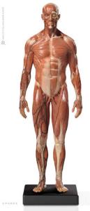 Anatomy Tools® Muscular Male, 1:6 Figure