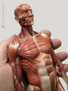 Anatomy Tools® Muscular Male, 1:6 Figure