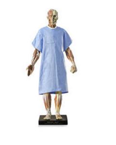 Accessories for Anatomy Tools® Anatomical Figures, 1:3 Scale
