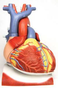 3B Scientific® Heart On Diaphragm