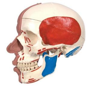 3B Scientific® Skull With Facial Muscles