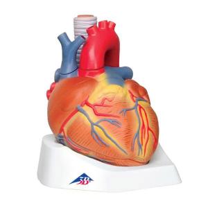 3B Scientific® Heart 7 Part